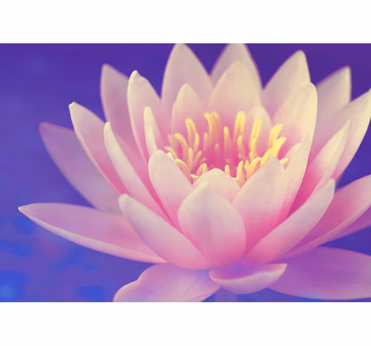 Store enrouleur cuisine fleur de lotus rose - TenStickers