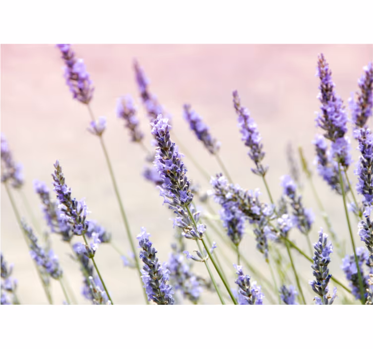 Store enrouleur cuisine bouquet de fleurs violettes - TenStickers