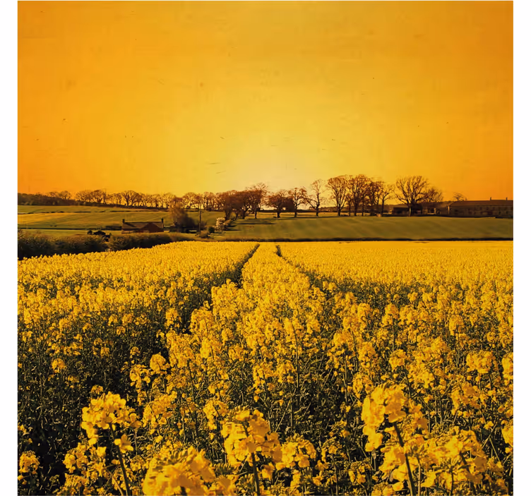 Store enrouleur salon champ de fleurs jaunes - TenStickers