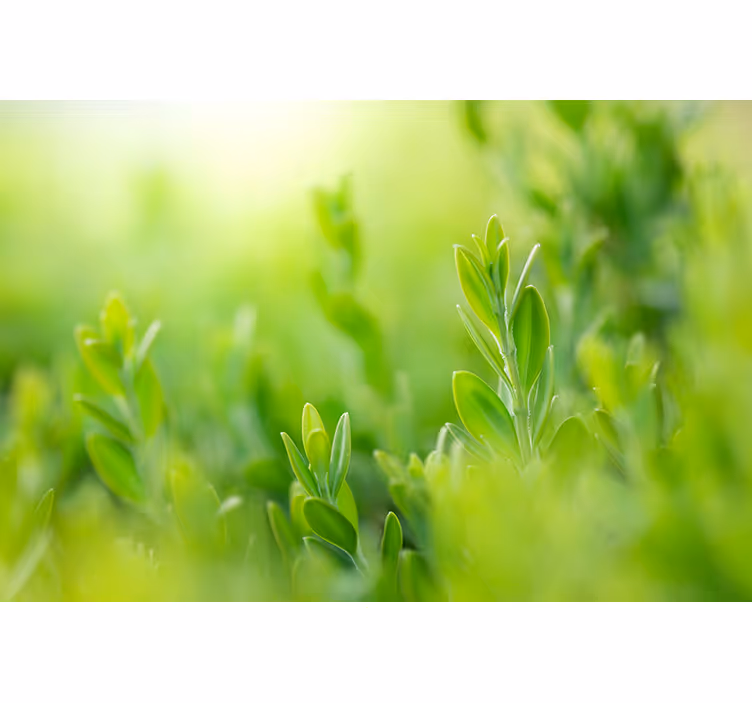 Store enrouleur salon feuilles vert clair printemps - TenStickers