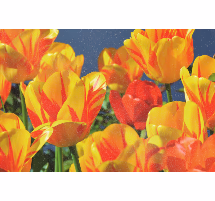 Store enrouleur salon tulipes rouges et jaunes - TenStickers