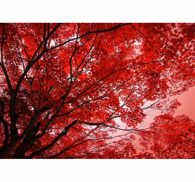Store enrouleur rouge branches rouges - TenStickers