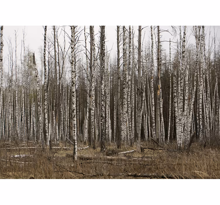 Store enrouleur salon forêt de bouleaux gris - TenStickers