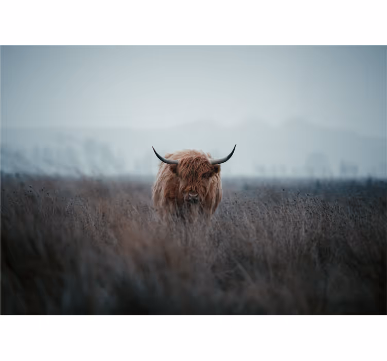 Store enrouleur salon vache des highlands - TenStickers