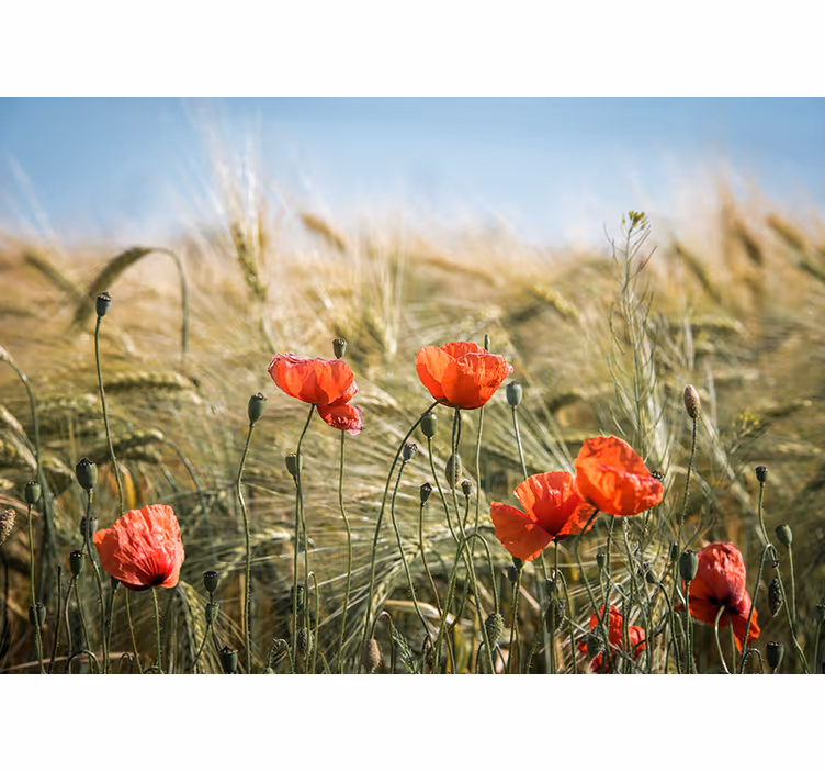 Store enrouleur salon coquelicots dans le blé d'été - TenStickers