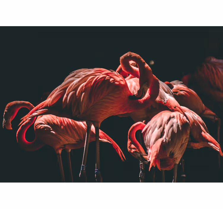 Store enrouleur salon flamants roses lumineux - TenStickers