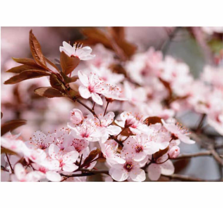 Store enrouleur salon fleurs de cerisier - TenStickers