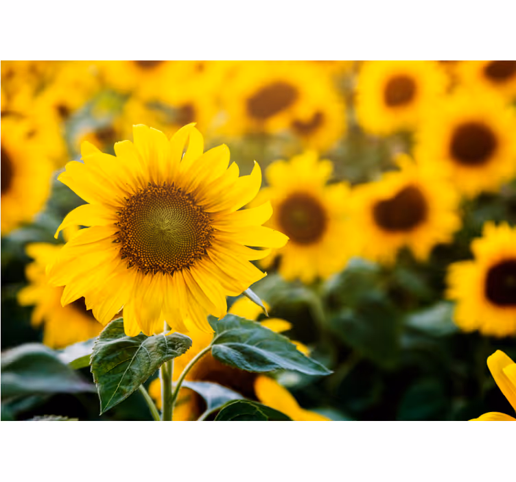 Store enrouleur salon champ de tournesols en gros plan - TenStickers