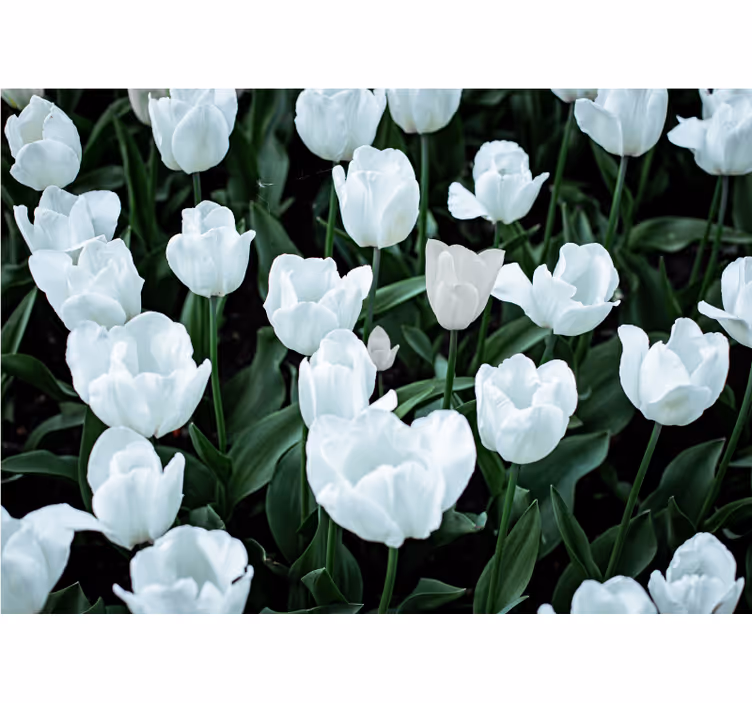 Store enrouleur salon tulipes blanches - TenStickers