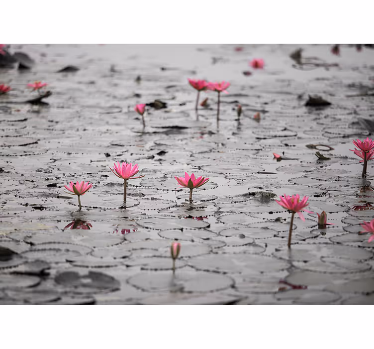 Store enrouleur salon fleurs de lotus sur eau gris - TenStickers