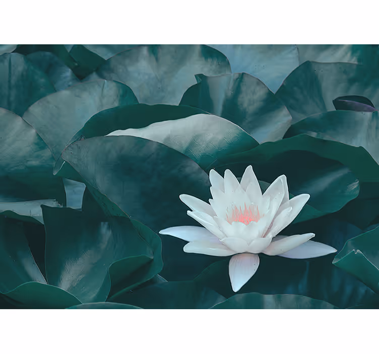 Store enrouleur salon fleur de lotus blanche zen - TenStickers