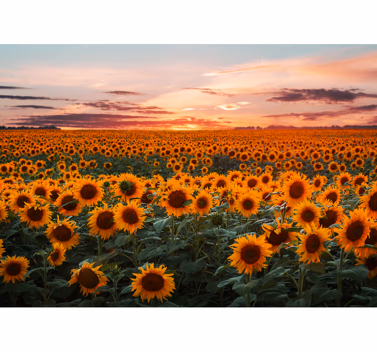 Store enrouleur salon coucher de soleil tournesol - TenStickers