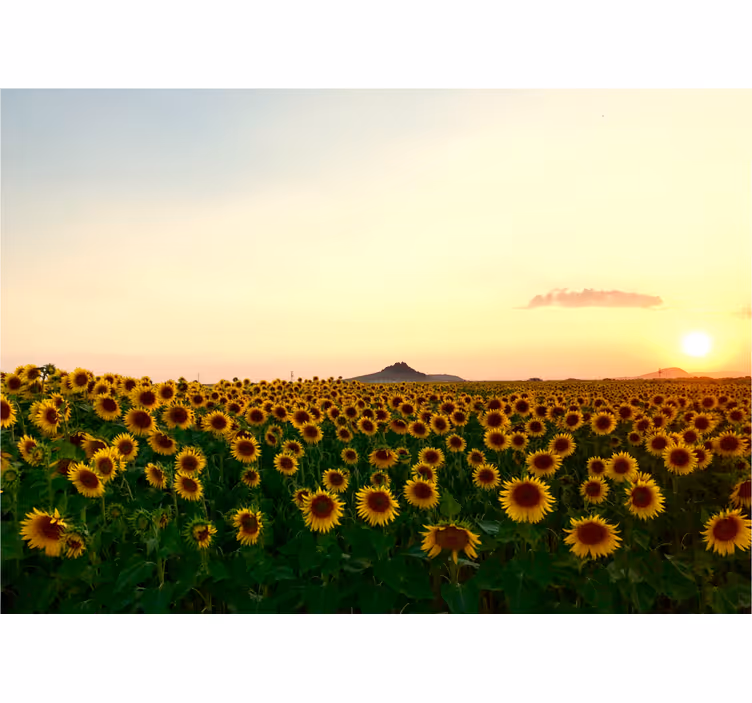 Store enrouleur salon paysage spectaculaire avec fleurs - TenStickers