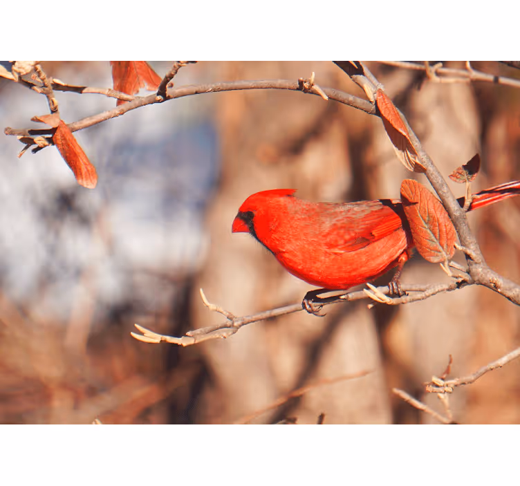 Store enrouleur salon oiseau rouge dans les feuilles - TenStickers