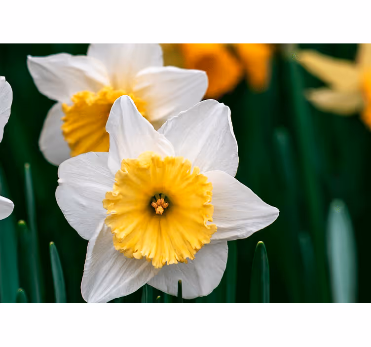 Store enrouleur chambre fleurs blanches et oranges - TenStickers
