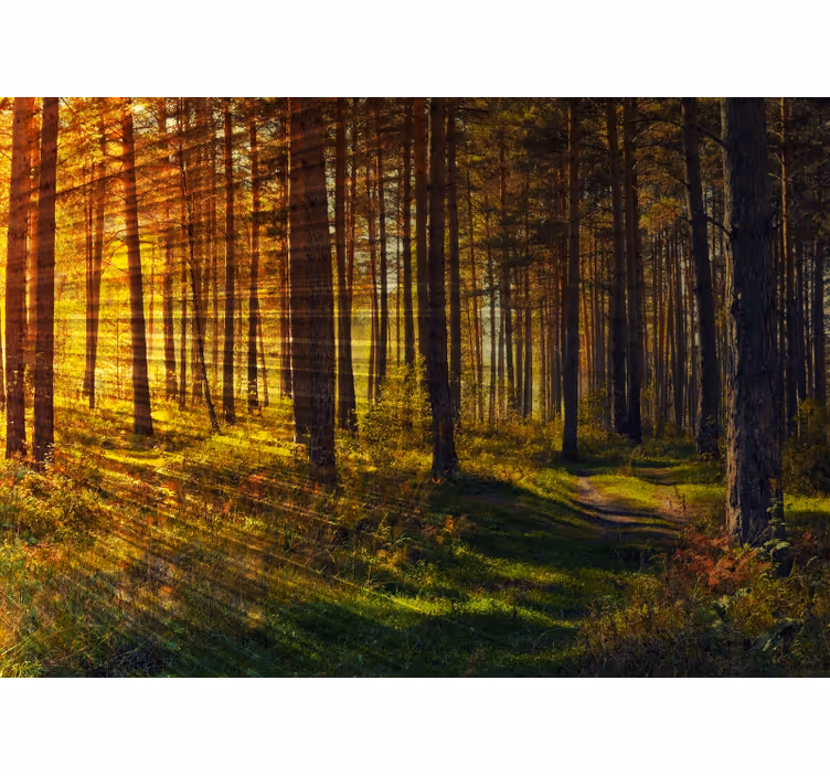 Store enrouleur chambre rayons de lumière forêt - TenStickers