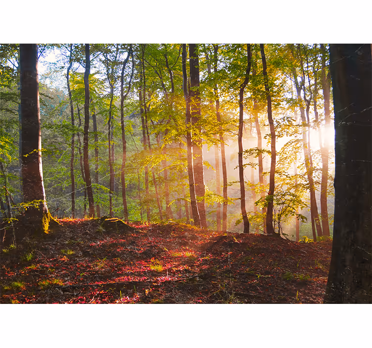 Store enrouleur chambre lever de soleil en forêt - TenStickers