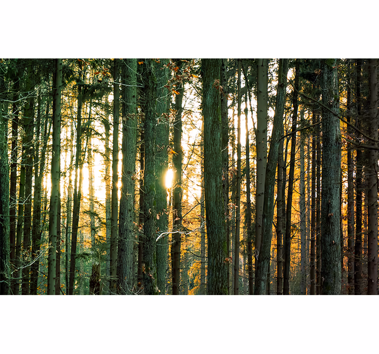 Store enrouleur chambre bouleaux de la forêt polonaise - TenStickers