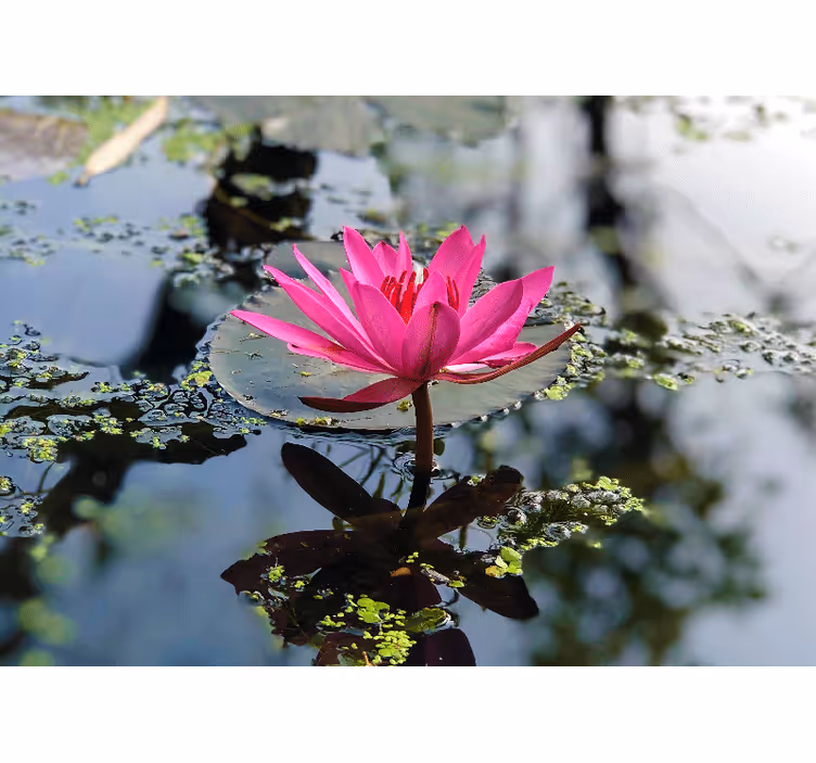 Store enrouleur chambre fleur de lotus aquatique - TenStickers