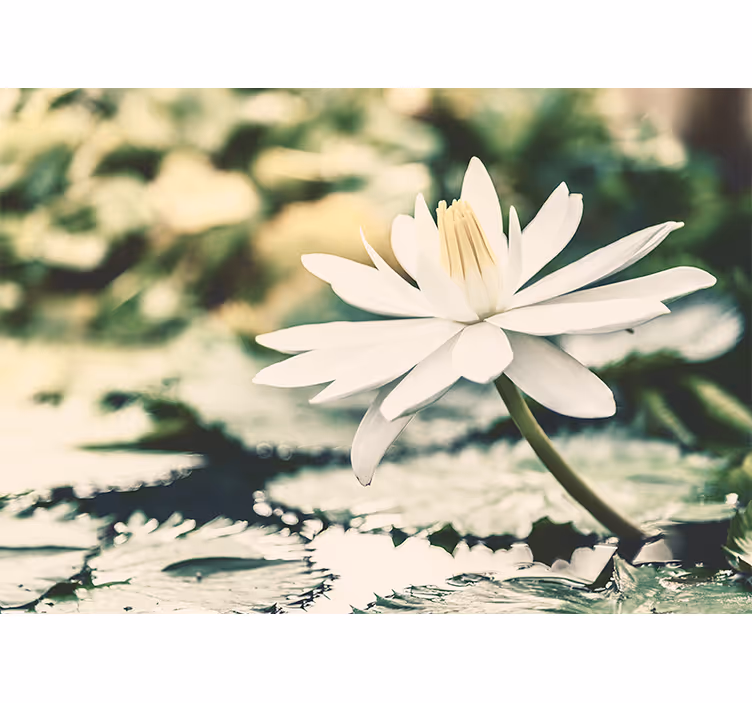 Store enrouleur chambre fleur de lotus sur lac - TenStickers