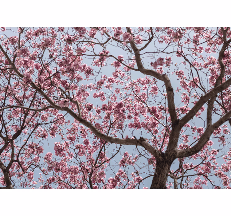 Store enrouleur chambre arbre de cerisier rose magnifique - TenStickers