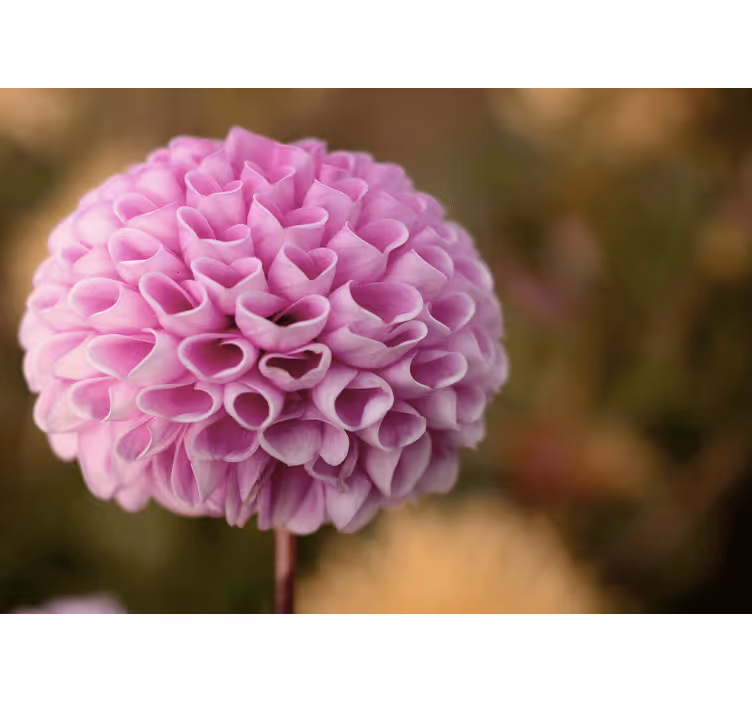 Store enrouleur chambre cœur d'amour fleurs roses - TenStickers