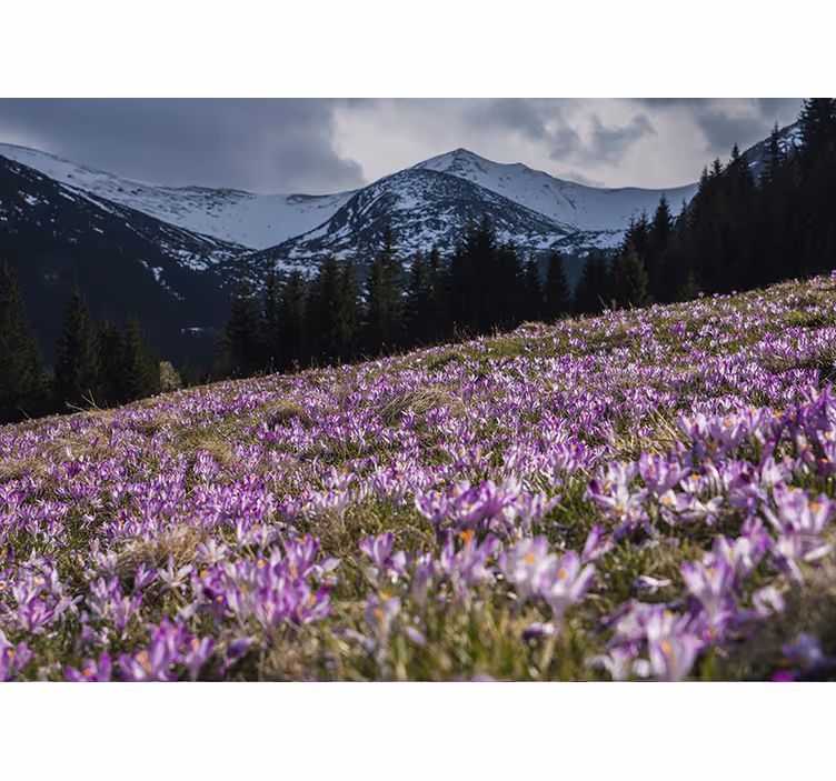 Store enrouleur chambre prairie de crocus magnifique - TenStickers