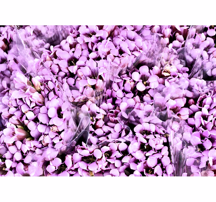 Store enrouleur chambre prairie de crocus violets - TenStickers