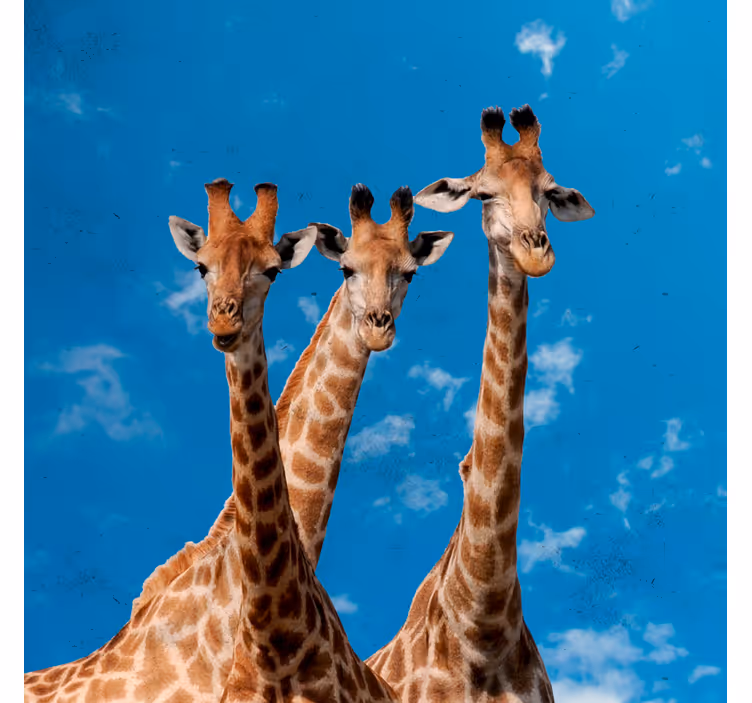 Store enrouleur chambre enfant girafes & ciel bleu - TenStickers