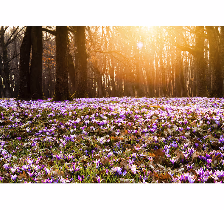 Store enrouleur salon paysage de crocus violet - TenStickers
