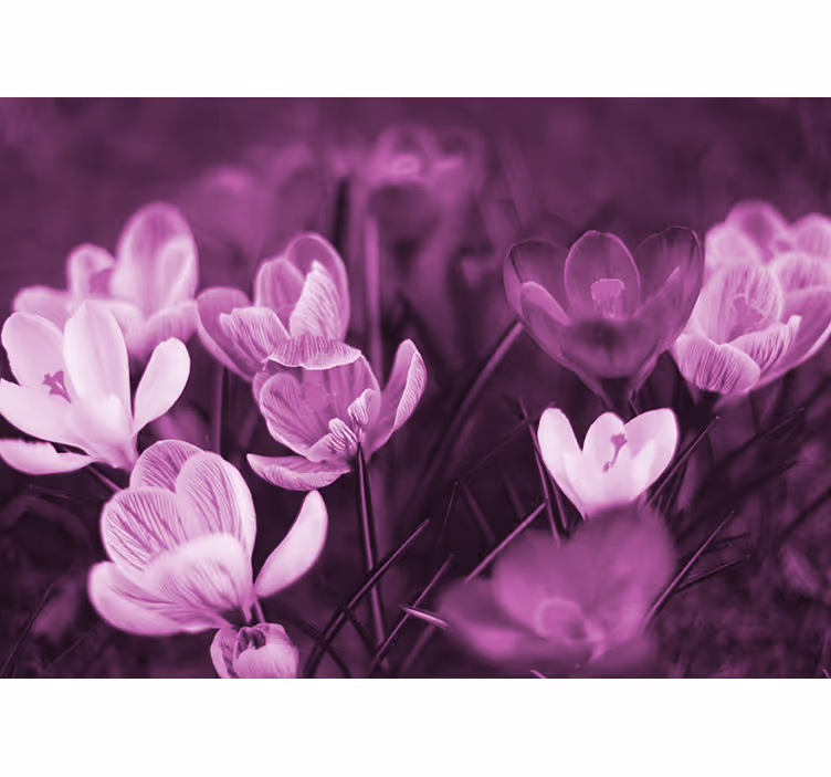 Store enrouleur salon fleur de crocus rose magnifique - TenStickers