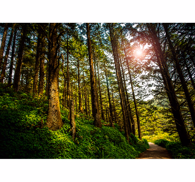 Store enrouleur chambre chemin forestier ensoleillé - TenStickers