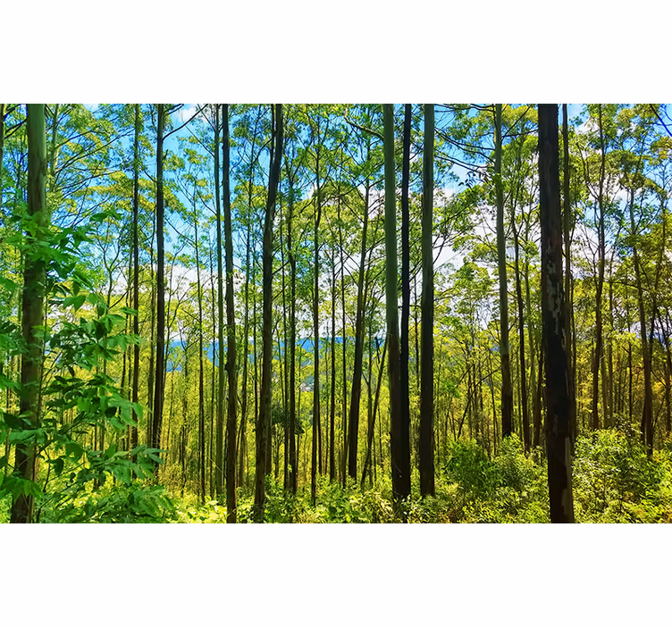 Store enrouleur chambre bétules de la forêt polonaise - TenStickers
