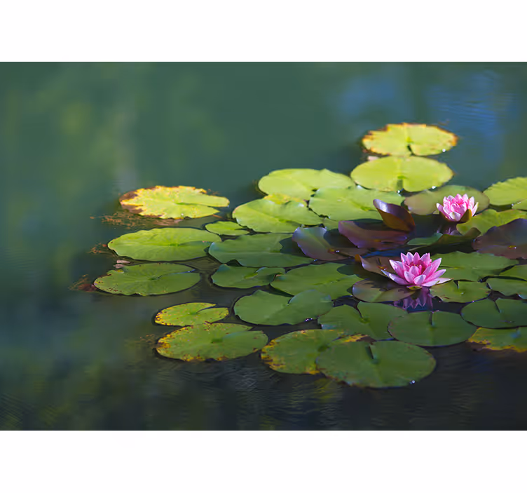 Store enrouleur motif zen deux fleurs de lotus - TenStickers