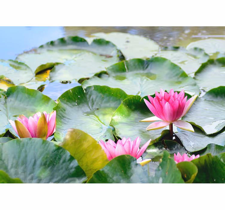 Store enrouleur motif zen fleurs de loto linéaires - TenStickers