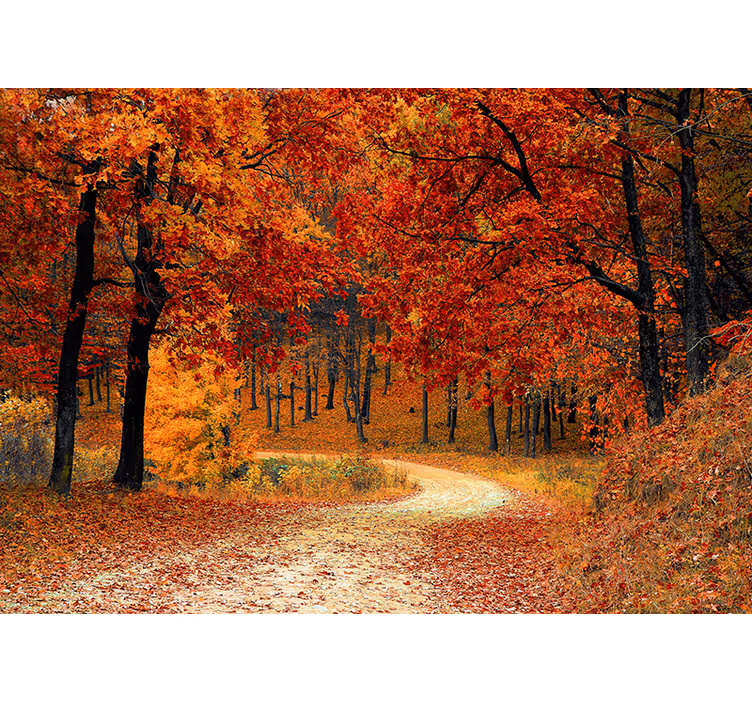 Store enrouleur orange papier peint arbres d'automne - TenStickers