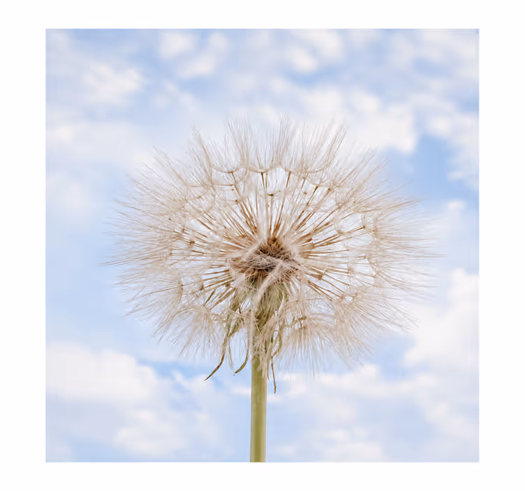 Store enrouleur blanc fleur de pissenlit - TenStickers