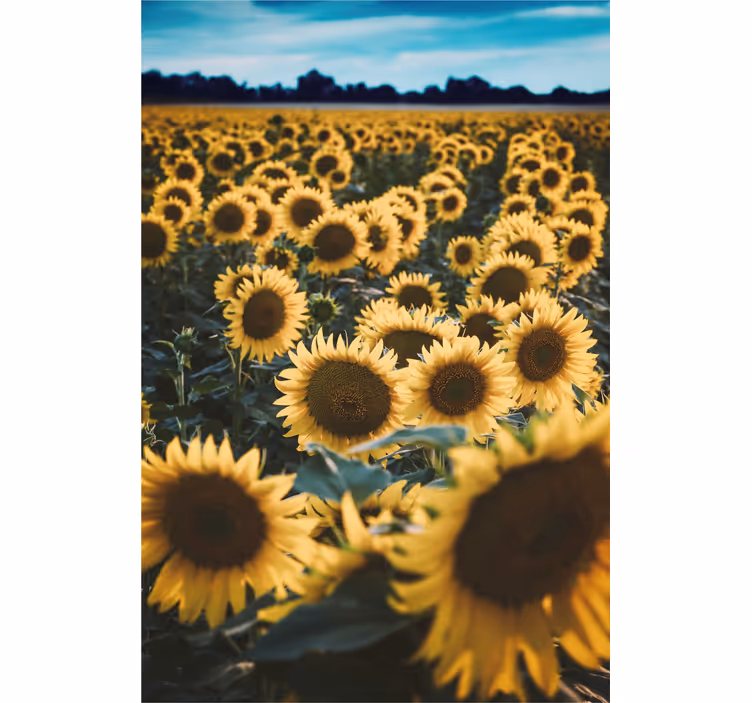 Stores fleurs Champ de fleurs de soleil - TenStickers