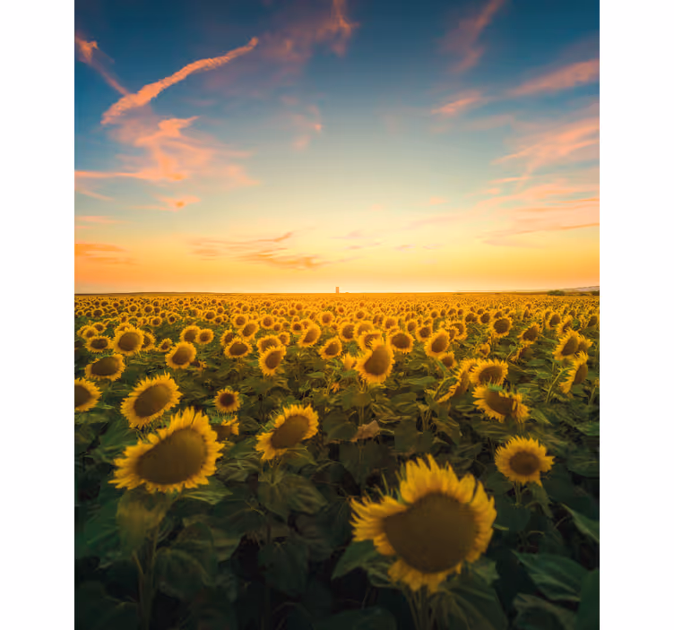 Store enrouleur fleurs et plantes champ de tournesols - TenStickers
