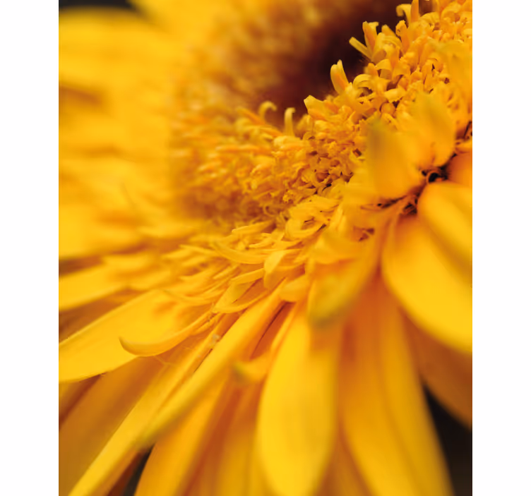 Store enrouleur fleurs et plantes gros plan jaune - TenStickers
