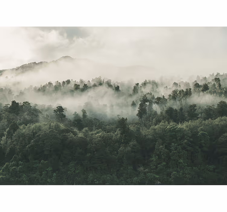 Store enrouleur arbre brume de forêt luxuriante - TenStickers