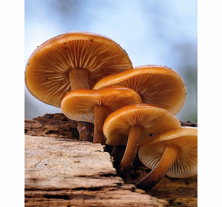 Store enrouleur fleurs et plantes croissance des champignons - TenStickers