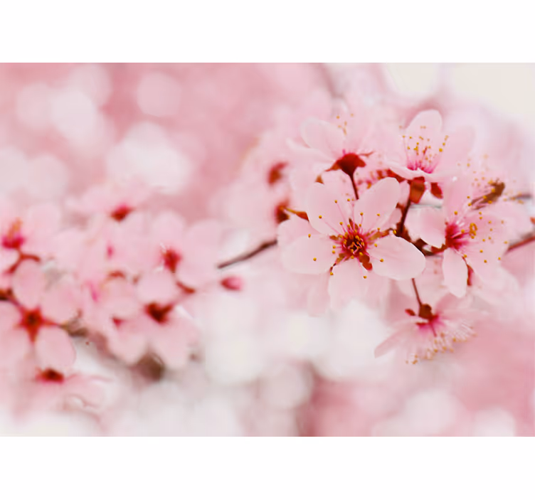 Store enrouleur fleurs et plantes élégance cerisier - TenStickers