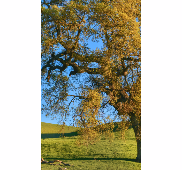Store enrouleur paysage nature photo arbre - TenStickers