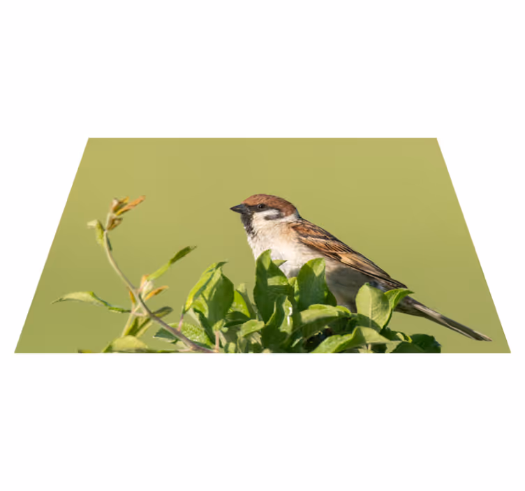 Set de table moderne oiseau sur vert - TenStickers