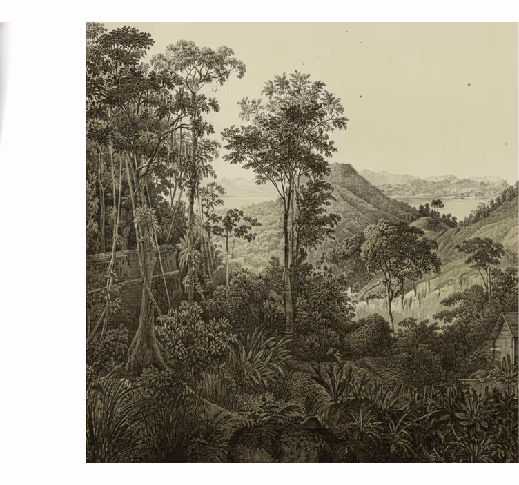 Papier peint forêt motif forêt vallonnée - TenStickers