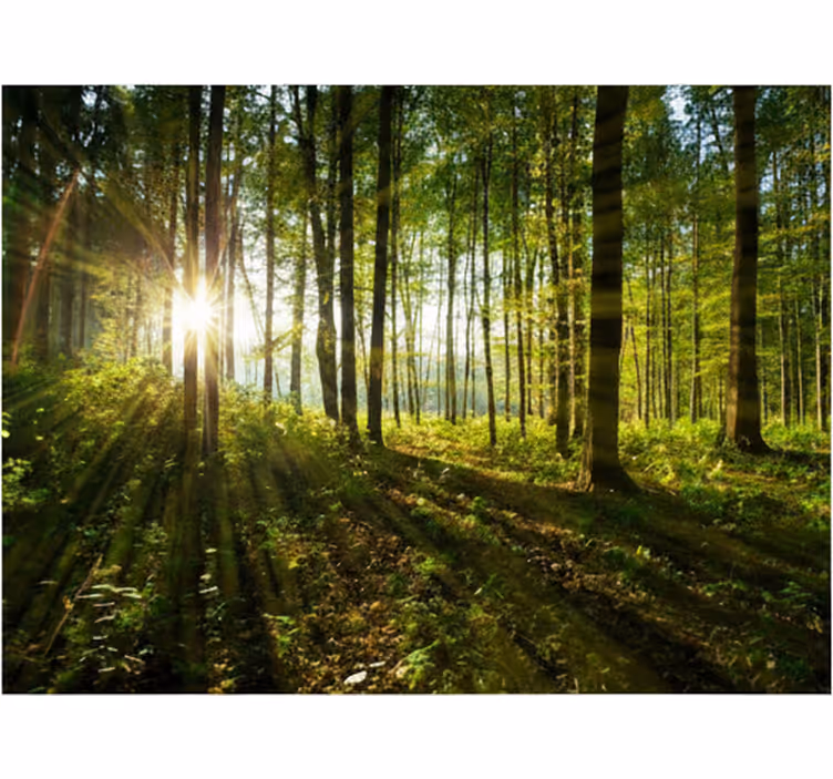 Papier peint forêt bois au soleil doré - TenStickers