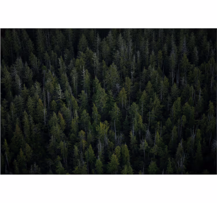 Papier peint forêt texture bois profond - TenStickers