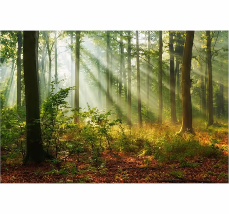 Papier peint forêt bosquet au matin ensoleillé - TenStickers