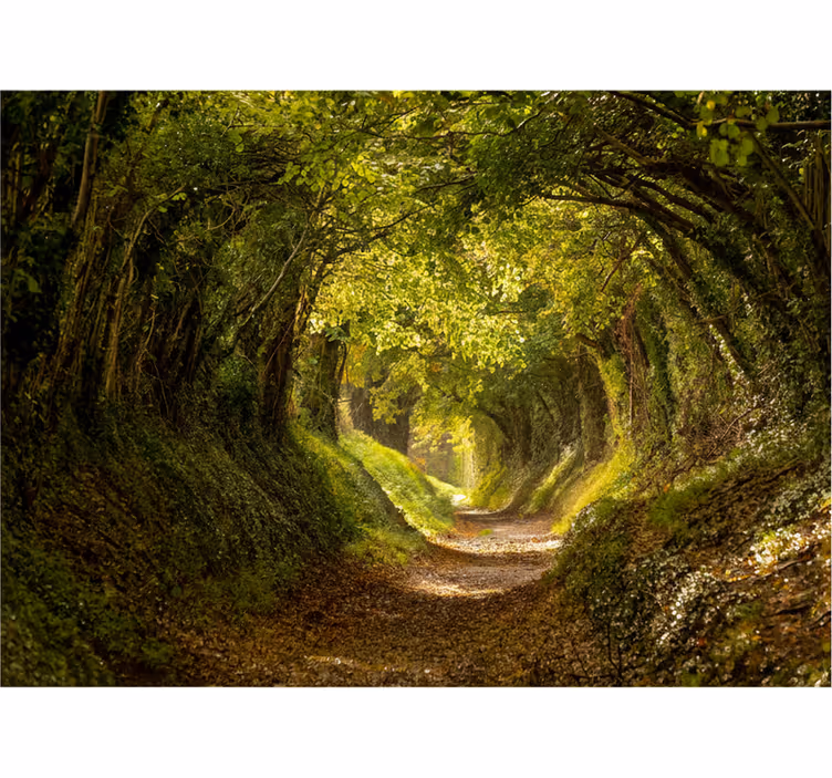 Papier peint forêt fresque immersive - TenStickers
